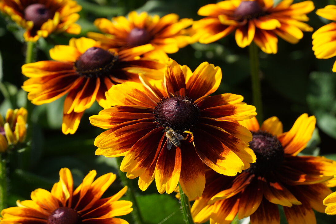 Sonnenhut ‘Summerdaisy’s Red Bicolor‘, Rudbeckia hirta