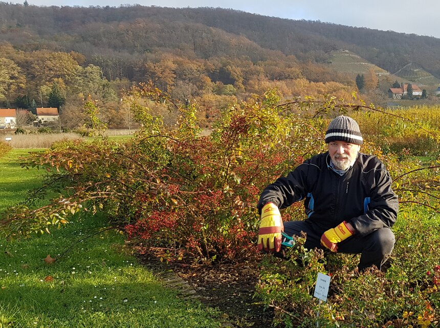 Frank Sander von der Sächsischen Gartenakademie mit Gartenschere