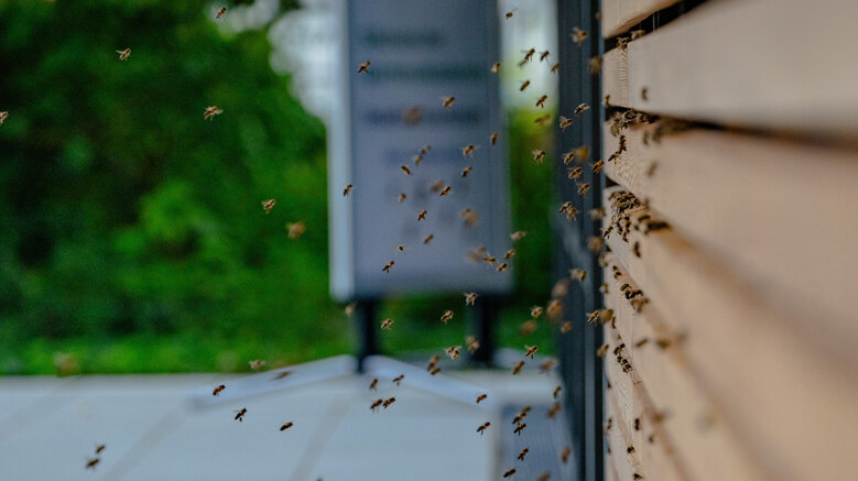 fliegende Bienen vor dem Insektenzentrum