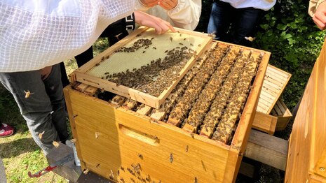 Imker beim Öffnen der Bienenbeute