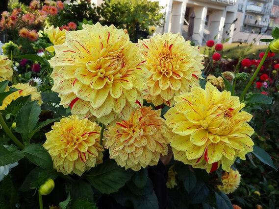 mehere Dahlienblüten gelb, orange