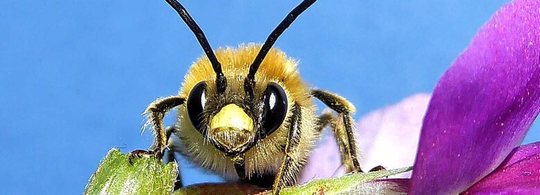 Langhornbiene auf Blüte