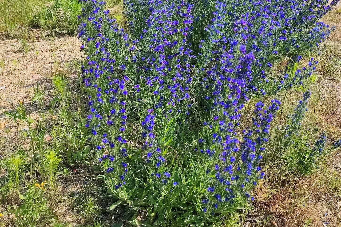 Natternkopf,blau blühende Pflanze