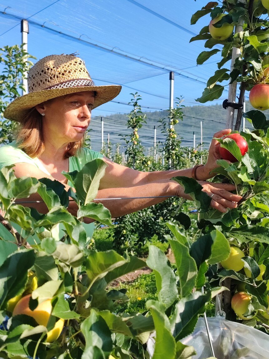 Frau Metzner vom LfULG bei der Apfelernte