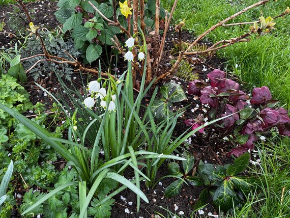 Frühlingsknotenbluem, und Christrose vor Hortensie