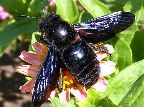 Holzbiene