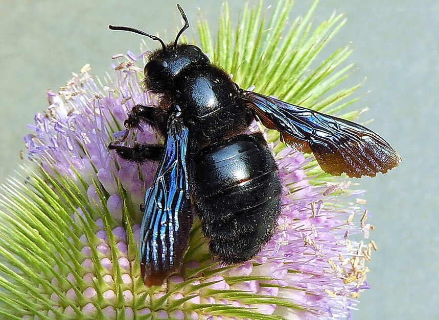 Holzbiene auf Blüte