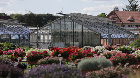 Blühende Pflanzen in Balkonkästen vor Gewächshäusern