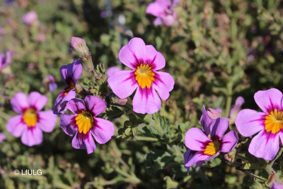 pflanze james goldeneye