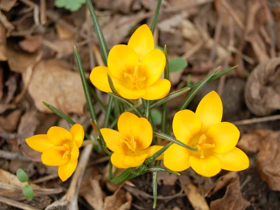 vier gelbe Krokusse mit offener Blüte und Staubgefäßen