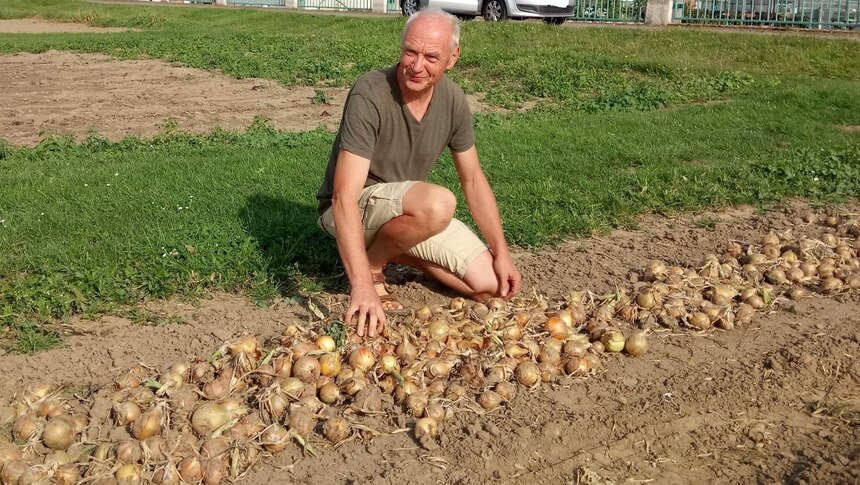 Herr Laber bei der Zwiebelernte