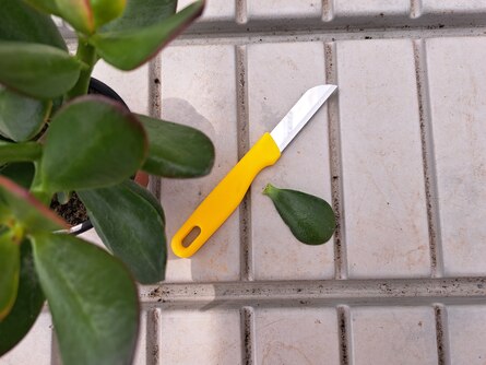 Stecklingsvermehrung durch Abtrennung mit dem Messer