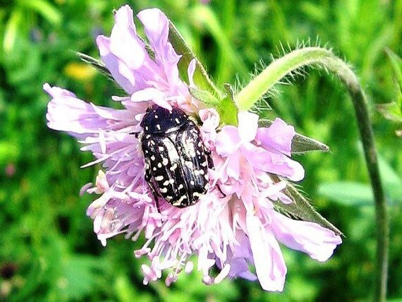 Schwarer Käfer auf Blüte
