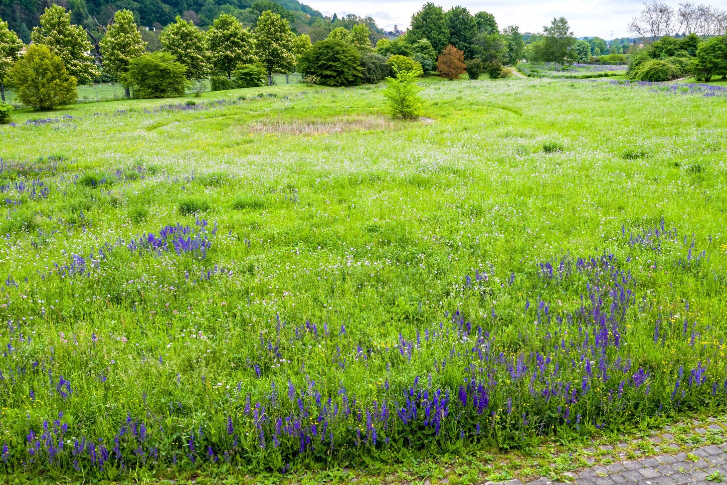 Wiese mit blau blühenden Wiesensalbei mit Gehölzen
