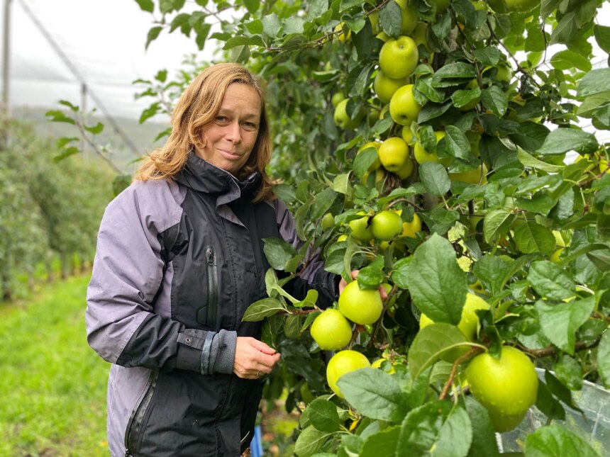 Sylvia Metzner in Apfelbaumplantage mit reifen Äpfeln